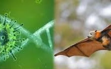 Nipah virus outbreak in India: Asian airports on high alert, tighten passenger screening