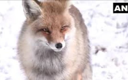 സോജില പാസിൽ ഹിമാലയൻ റെഡ് ഫോക്സിനെ കണ്ടെത്തി