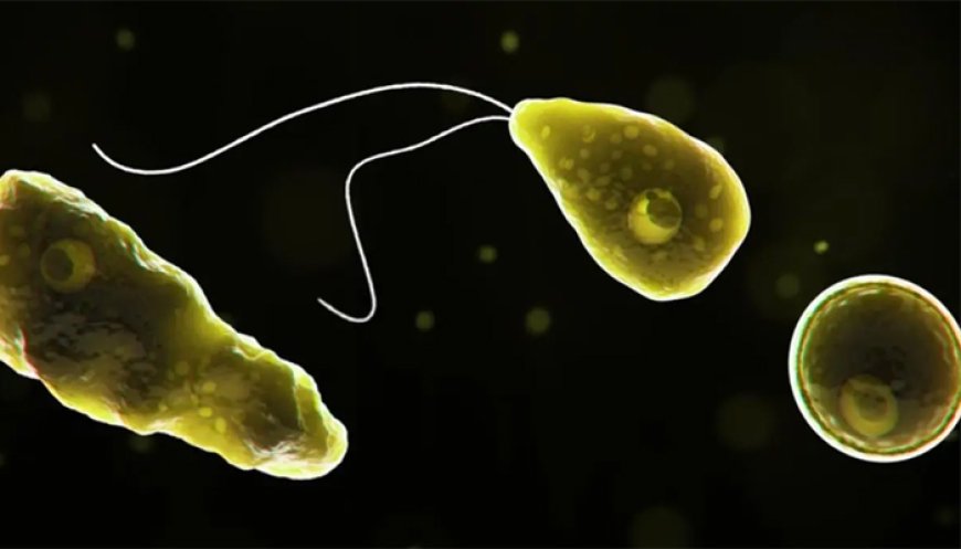 സംസ്ഥാനത്ത് വീണ്ടും അമീബിക് മസ്തിഷ്‌കജ്വരം; കോഴിക്കോട് സ്വദേശി മരിച്ചു