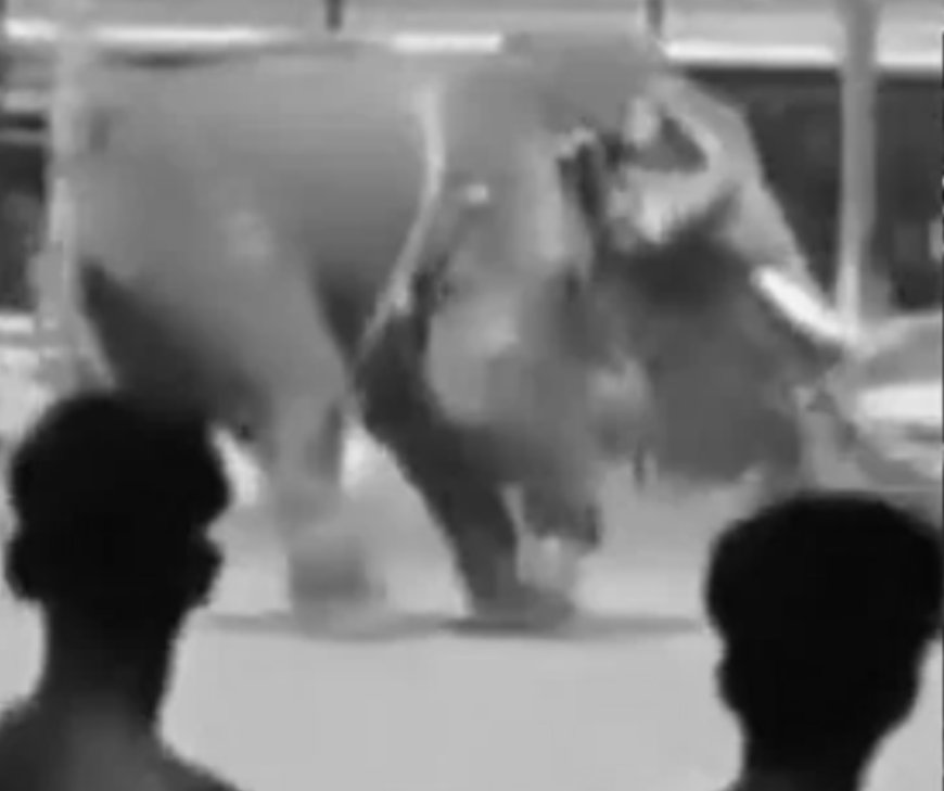 ആനയിടഞ്ഞു; പിങ്ക് പൊലീസിന്റെ കാർ കൊമ്പിലുയർത്തി കുത്തിമറിച്ചു