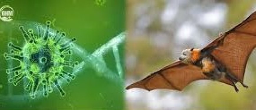 Nipah virus outbreak in India: Asian airports on high alert, tighten passenger screening