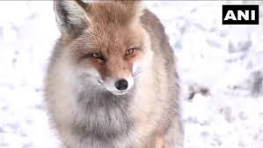 സോജില പാസിൽ ഹിമാലയൻ റെഡ് ഫോക്സിനെ കണ്ടെത്തി