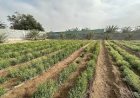 Saudi stevia farming highly successful