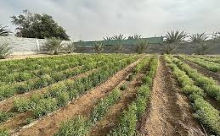 Saudi stevia farming highly successful