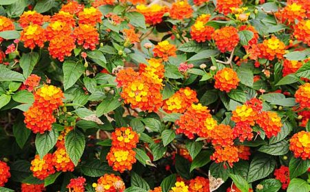 A Nilgiris factory is turning a destructive weed into clean fuel and jobs