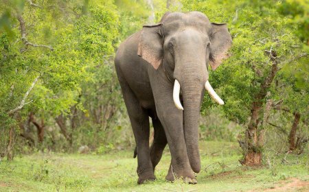 Mudumalai’s beloved tusker ‘Rivaldo’ dies at 50