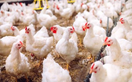 കേരളത്തിൽ നിന്നുള്ള കോഴികൾക്ക് ഒമാനിൽ നിരോധനം