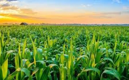 PM hails rice revolution & Kerala Kumbh revival in ‘Mann Ki Baat’