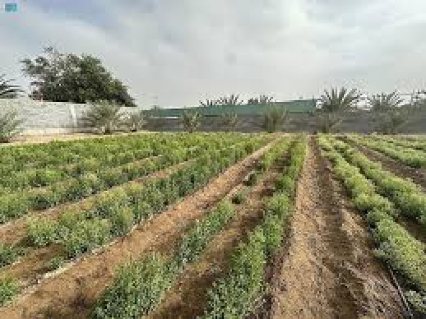 Saudi stevia farming highly successful