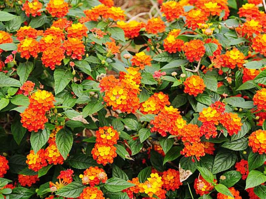 A Nilgiris factory is turning a destructive weed into clean fuel and jobs