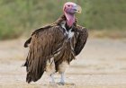 TN, Kerala, Karnataka to join hands for March 7-8 Nilgiri Vulture census