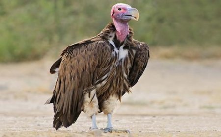 TN, Kerala, Karnataka to join hands for March 7-8 Nilgiri Vulture census