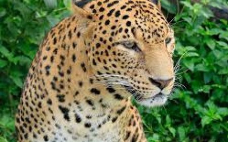 വന്യജീവി ആക്രമണം: മരിച്ചവരുടെ കുടുംബങ്ങൾക്കുള്ള സഹായം 14 ലക്ഷം രൂപയായി  വര്‍ധിപ്പിച്ച് സര്‍ക്കാ