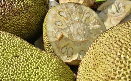 One fruit, 10 kitchens: How India cooks jackfruit from Kashmir to Kerala