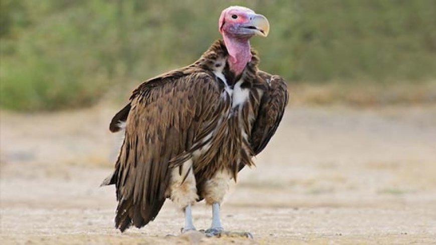 TN, Kerala, Karnataka to join hands for March 7-8 Nilgiri Vulture census