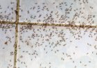 Why ants are taking over your kitchen right now—and how to stop them fast