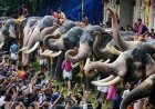 HC issues notice on plea alleging mistreatment of elephants ahead of Thrissur Pooram