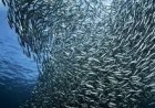 Sardine surge lifts India's marine catch