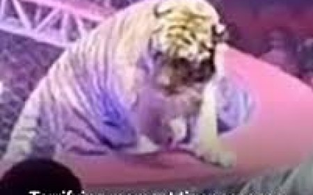 സർക്കസ് പരിപാടിക്കിടെ സുരക്ഷാവല തകർന്ന്, കടുവ കാഴ്ചക്കാർക്കിടയിലേക്ക്