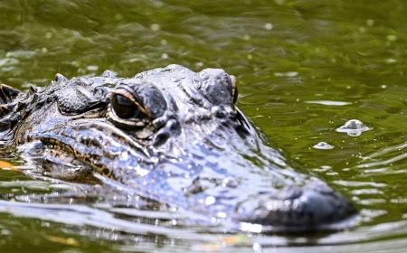 Massive 'Dinosaur' alligator spotted on Florida Golf Course and it's shocking