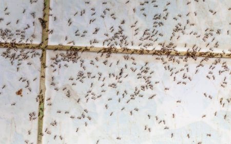 Why ants are taking over your kitchen right now—and how to stop them fast