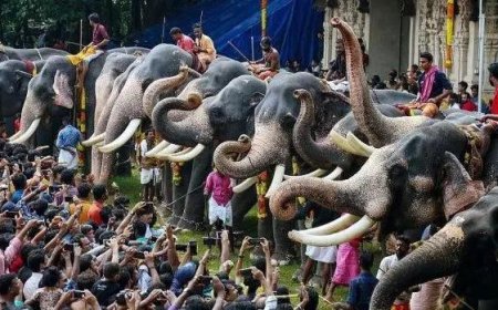 HC issues notice on plea alleging mistreatment of elephants ahead of Thrissur Pooram
