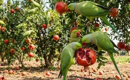 തത്തകളും വന്യജീവികളാണ്,  മാതളനാരങ്ങാ  കൃഷിനശിപ്പിച്ചതിന്  നഷ്ടപരിഹാരം നൽകണം: ബോംബേ ഹൈക്കോടതി