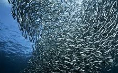 Sardine surge lifts India's marine catch