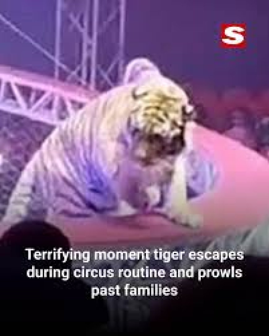 സർക്കസ് പരിപാടിക്കിടെ സുരക്ഷാവല തകർന്ന്, കടുവ കാഴ്ചക്കാർക്കിടയിലേക്ക്