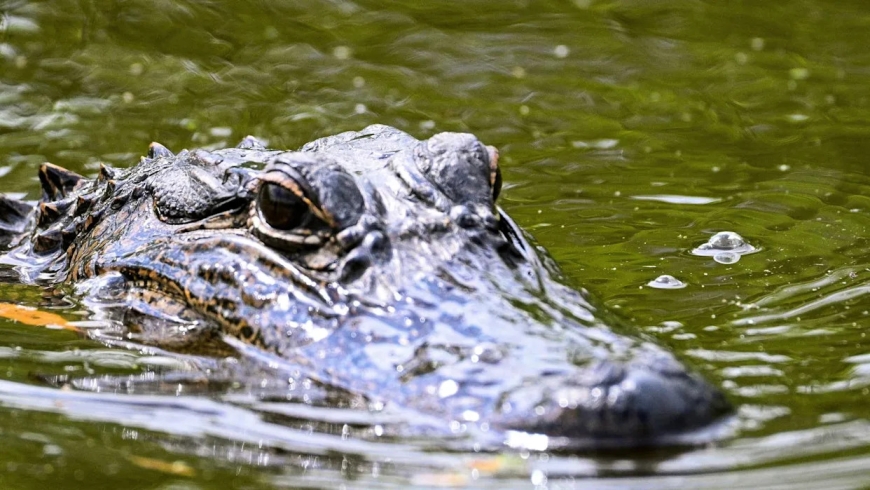 Massive 'Dinosaur' alligator spotted on Florida Golf Course and it's shocking