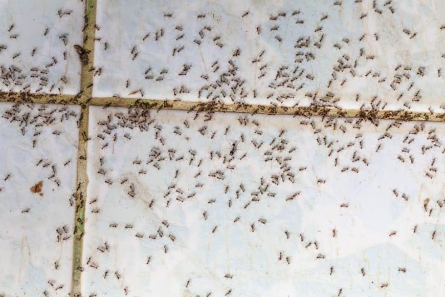 Why ants are taking over your kitchen right now—and how to stop them fast