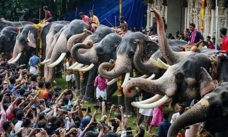 HC issues notice on plea alleging mistreatment of elephants ahead of Thrissur Pooram