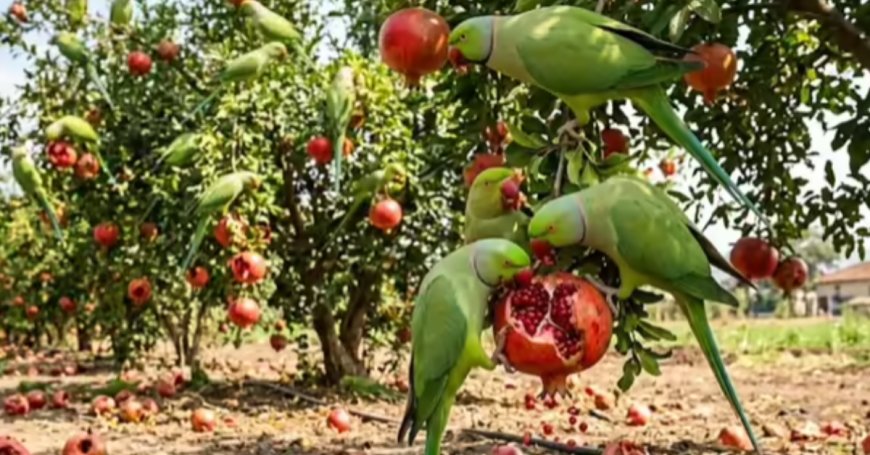 തത്തകളും വന്യജീവികളാണ്,  മാതളനാരങ്ങാ  കൃഷിനശിപ്പിച്ചതിന്  നഷ്ടപരിഹാരം നൽകണം: ബോംബേ ഹൈക്കോടതി