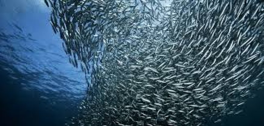 Sardine surge lifts India's marine catch