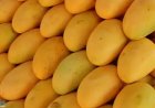 Annual Mango Mela to begin in Bengaluru on May 7