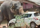 അങ്കമാലിയില്‍ വിരണ്ടോടിയ ആനയെ മയക്കുവെടിവച്ചു