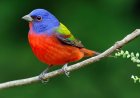 This is the bird that reflects your soul, based on your birth month