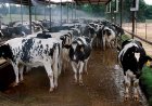 Investigation launched after more than 60 cows stolen from Ohio farm overnight