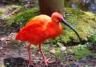 Tropical birds of paradise
