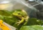 Farmer stunned as live frog found inside supermarket salad bag