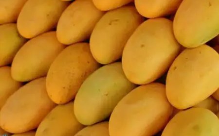 Annual Mango Mela to begin in Bengaluru on May 7