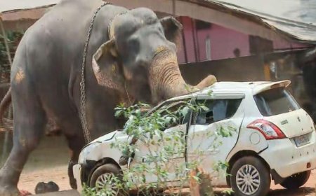 അങ്കമാലിയില്‍ വിരണ്ടോടിയ ആനയെ മയക്കുവെടിവച്ചു