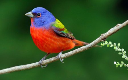 This is the bird that reflects your soul, based on your birth month