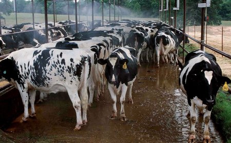 Investigation launched after more than 60 cows stolen from Ohio farm overnight