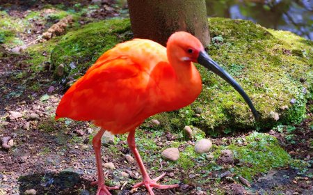 Tropical birds of paradise