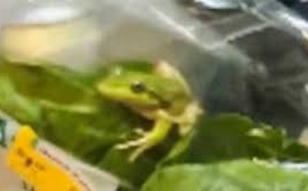 Farmer stunned as live frog found inside supermarket salad bag
