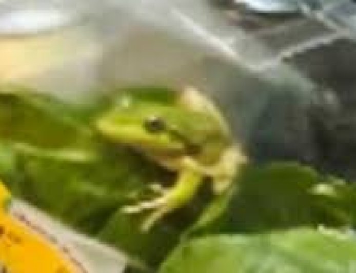 Farmer stunned as live frog found inside supermarket salad bag