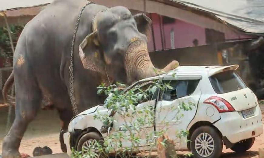അങ്കമാലിയില്‍ വിരണ്ടോടിയ ആനയെ മയക്കുവെടിവച്ചു