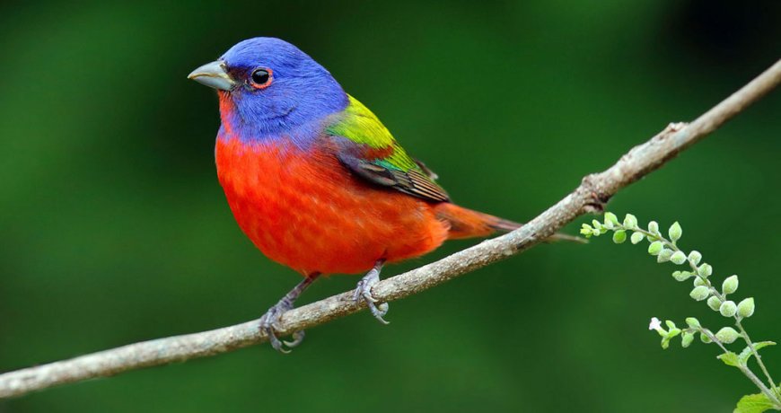 This is the bird that reflects your soul, based on your birth month