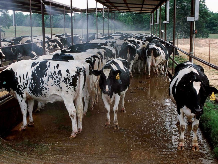 Investigation launched after more than 60 cows stolen from Ohio farm overnight